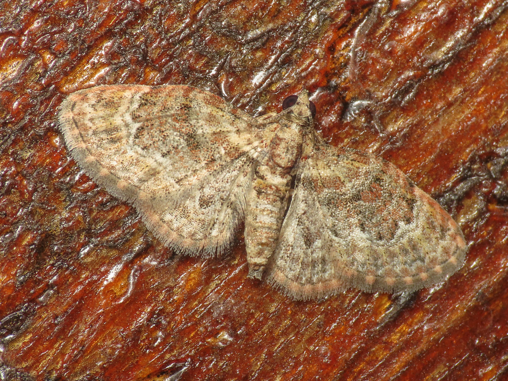 Mesocolpia