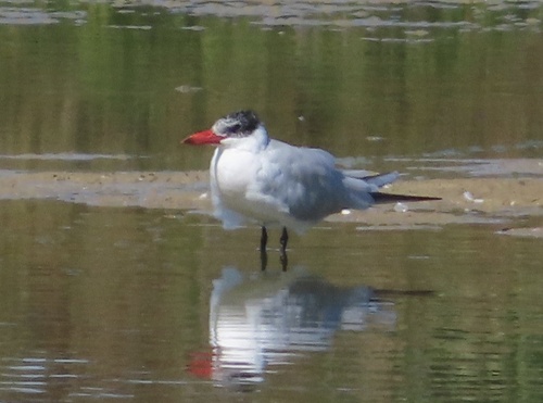 Pagaza piquirroja (Hydroprogne caspia)