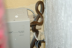 Mastigodryas melanolomus