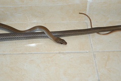 Mastigodryas melanolomus