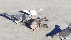 Columba livia domestica