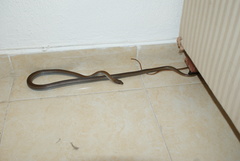 Mastigodryas melanolomus