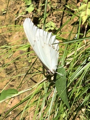 Morpho polyphemus polyphemus