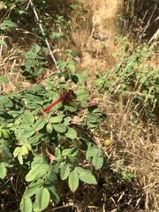 Sympetrum illotum