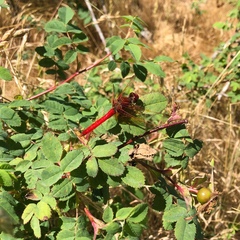 Sympetrum illotum