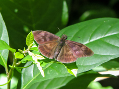 Anastrus sempiternus sempiternus