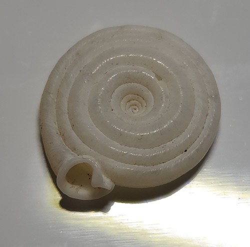 Florida flatcoil