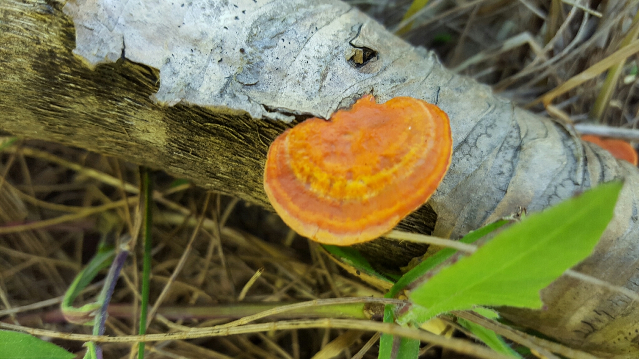 Pycnoporus sanguineus image