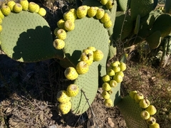 Opuntia spinulifera