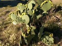Opuntia spinulifera