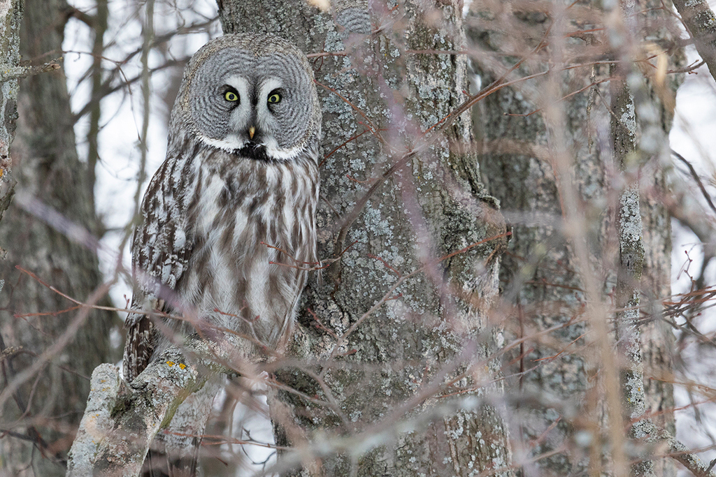 Great Gray Owl In February 2023 By INaturalist   Large 