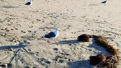 Larus occidentalis