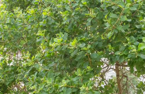 Cordia quercifolia image