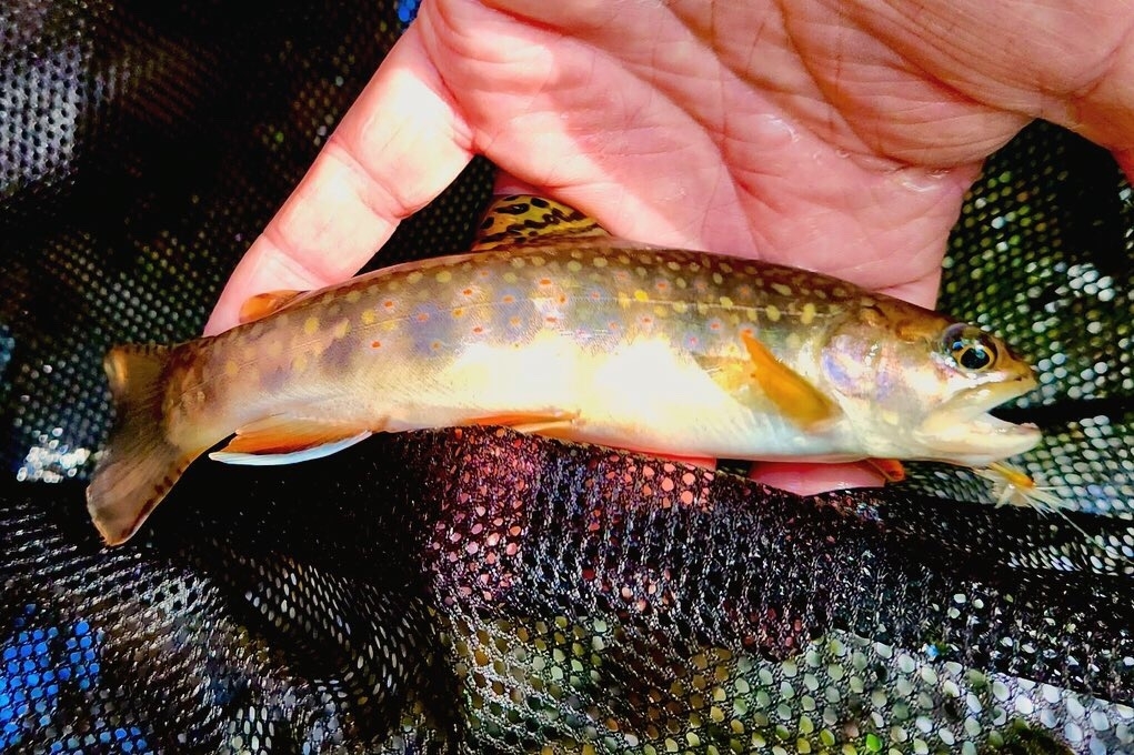 Salvelinus fontinalis 31 July, 2022