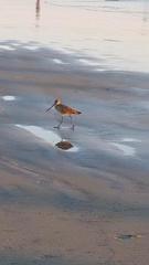 Limosa fedoa