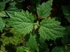 Japanese Nettle - Photo (c) nanhu3742, some rights reserved (CC BY-NC)