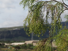 Plocama pendula image