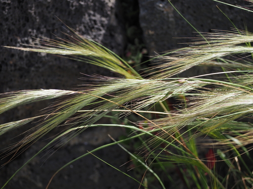 Stipellula capensis image