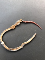 Diadophis punctatus regalis