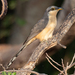Mangrove Cuckoo - Photo (c) Don Marsille, some rights reserved (CC BY-NC), uploaded by Don Marsille