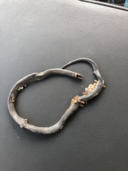 Diadophis punctatus regalis