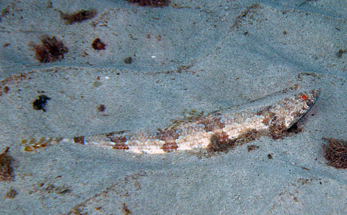 Red Lizardfish