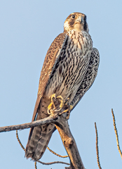 Falco peregrinus image