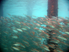 Selar crumenophthalmus