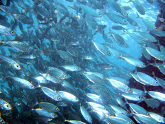 Selar crumenophthalmus