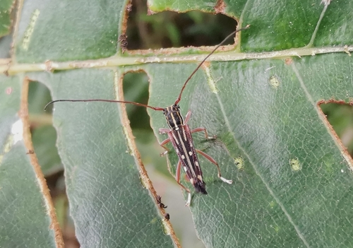 Glenea diverselineata, 2023-03-01