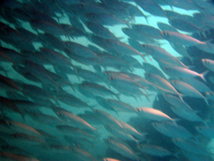 Selar crumenophthalmus