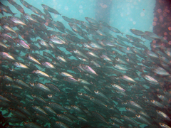 Selar crumenophthalmus