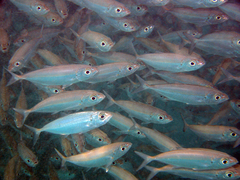 Selar crumenophthalmus