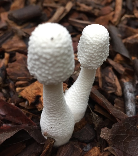 white chalk mushroom