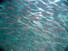 Selar crumenophthalmus