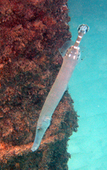 Aulostomus strigosus