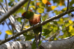 Aratinga auricapillus