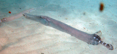 Aulostomus strigosus