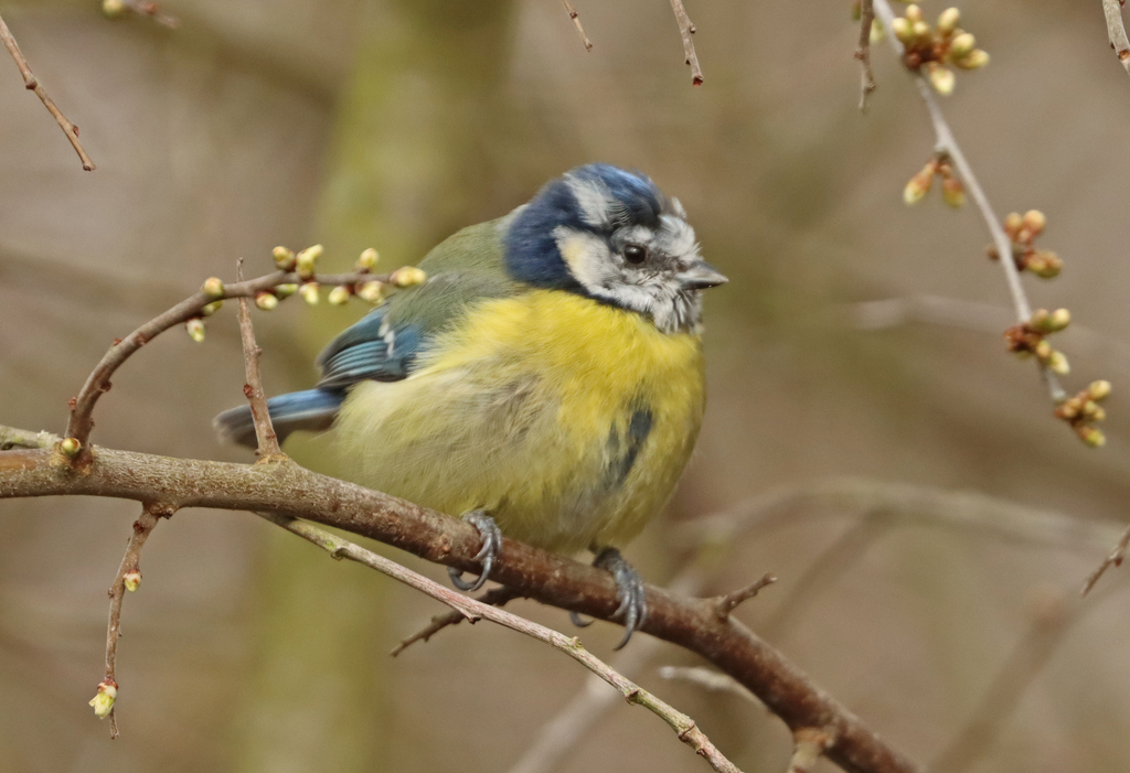 British Blue Tit