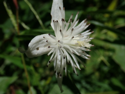Clematis pierotii iNat (1)