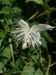 Clematis parviloba