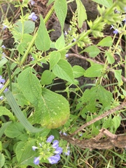 Salvia longispicata