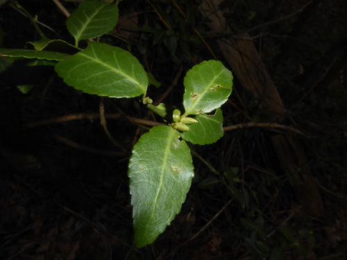 Euonymus fortunei f. carrierei iNat (2)