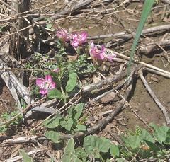 Oenothera canescens
