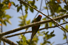Aratinga auricapillus