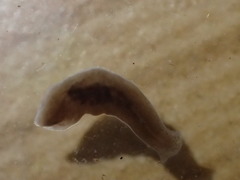 Planariidae
