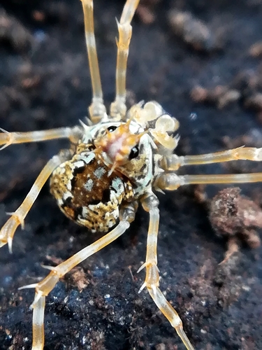 Megabunus diadema