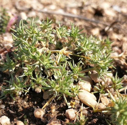 sklerant ročný (Scleranthus annuus)