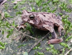 Falcon Toad photo 3