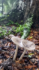 Amanita vaginata image